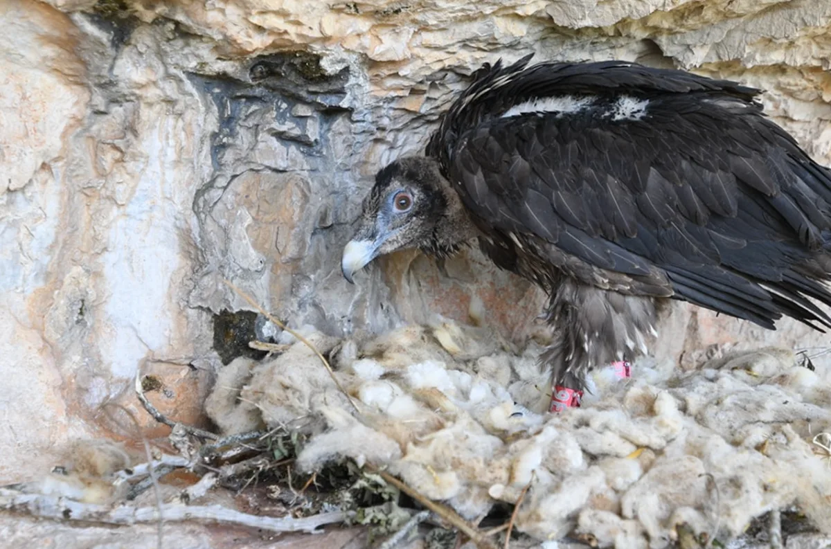 Orlosup odchovaný adoptivním párem z liberecké zoo byl vypuštěn do volné přírody