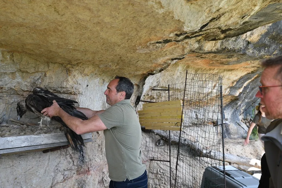 Orlosup odchovaný adoptivním párem z liberecké zoo byl vypuštěn do volné přírody