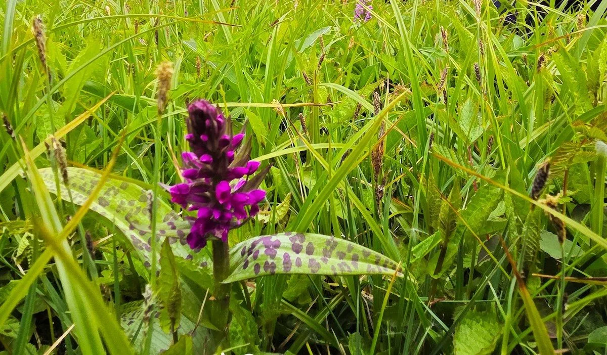 V Jizerkách rozkvetly orchideje. Podobných míst ale v Česku ubyvá