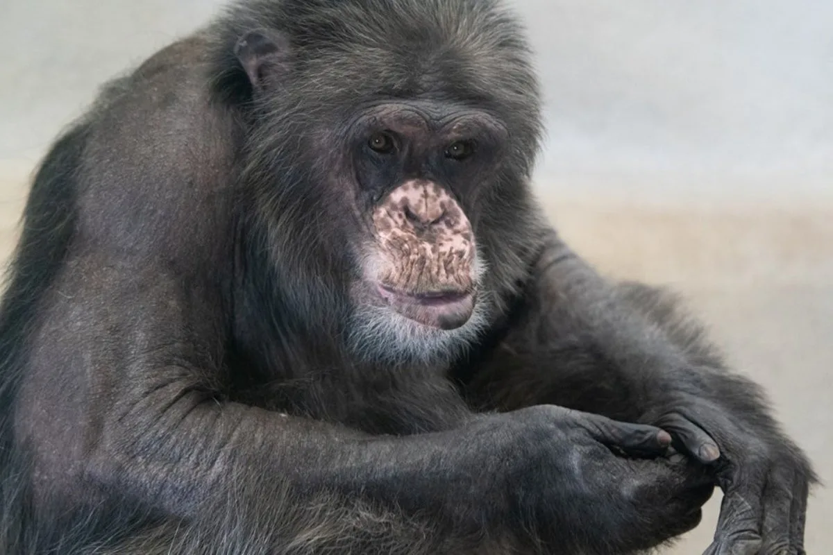 Liberecká zoo smutní. Kvůli zhoršujícímu se zdraví musela uspat šimpanze Kubu