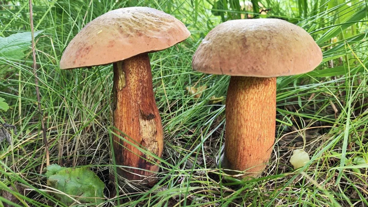 BLOG: Hřib koloděj, klidně vyroste na sídlišti či v parcích
