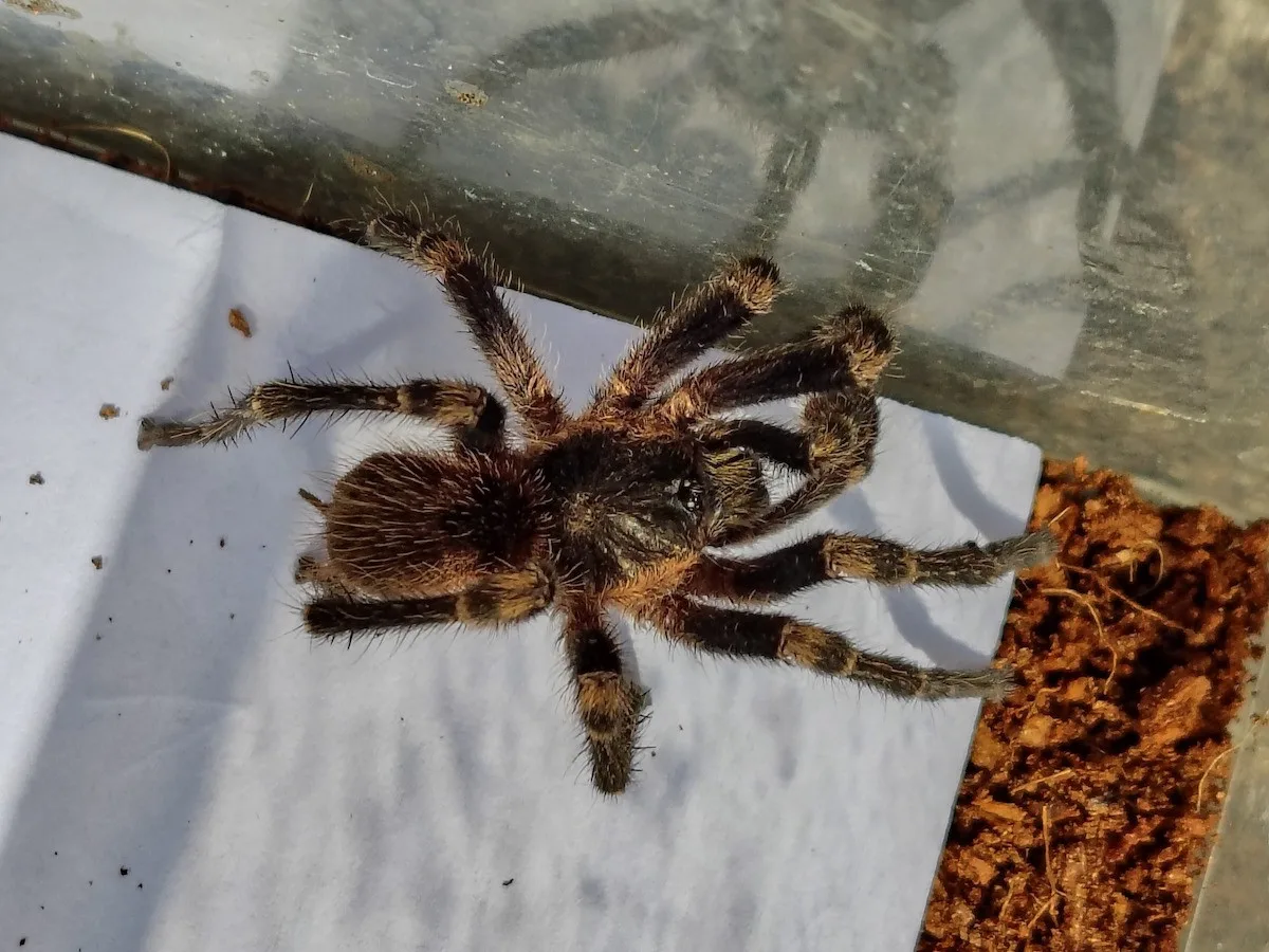 Překvapení ve školní jídelně. Z krabice s banány vykoukl sklípkan
