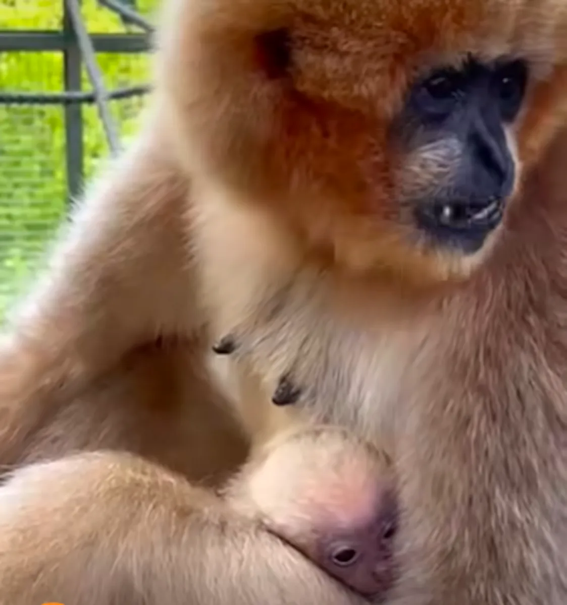V liberecké zoo se po několika letech narodil kriticky ohrožený gibon
