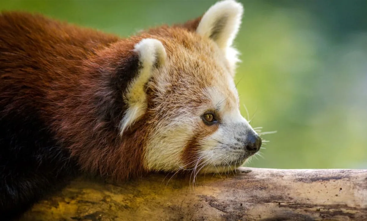 Zoo o prázdninách: Tichá setkání s chovateli i prohlídky u tučňáků nebo pand