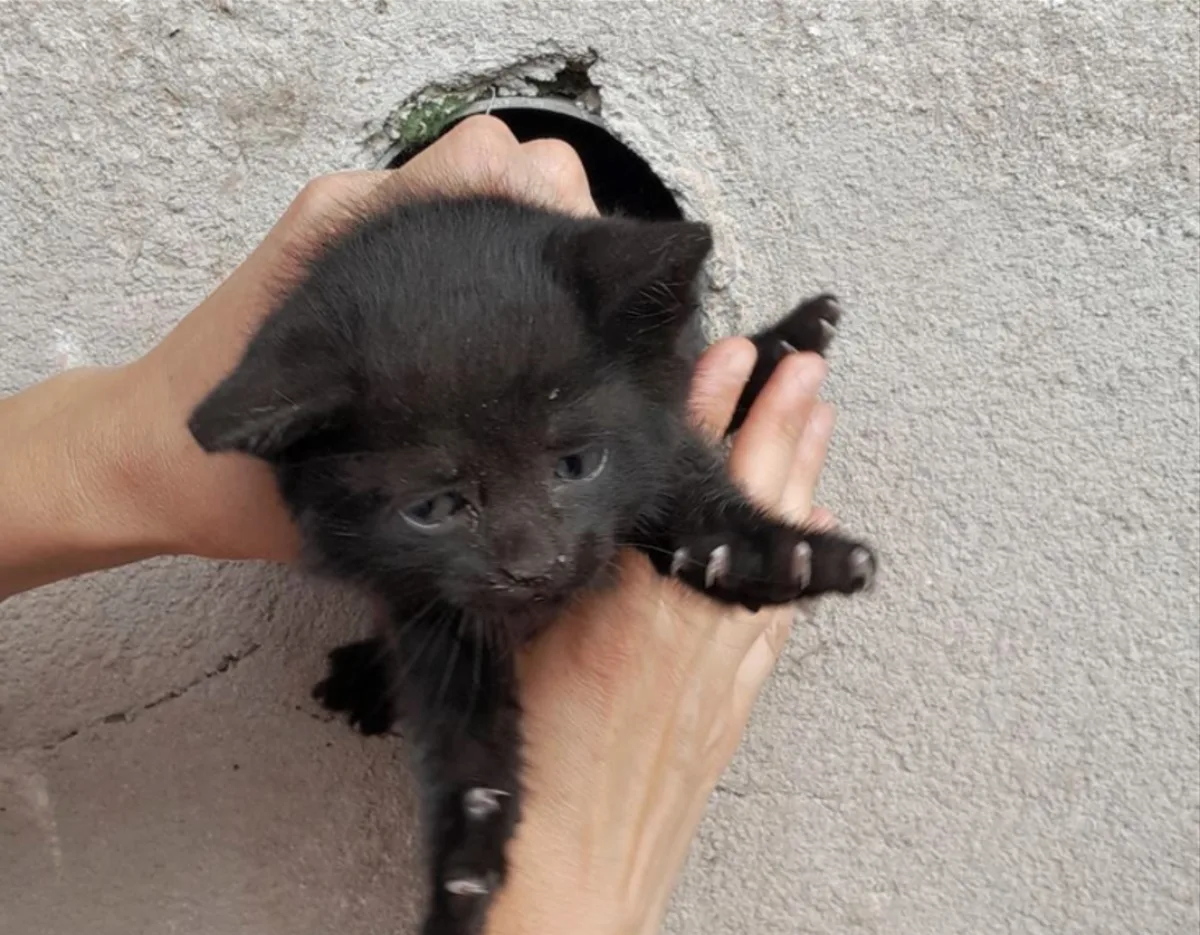 Pestrý víkend hasičů. Požáry, nehody i záchrana káčat či kotěte zaseklého v rouře