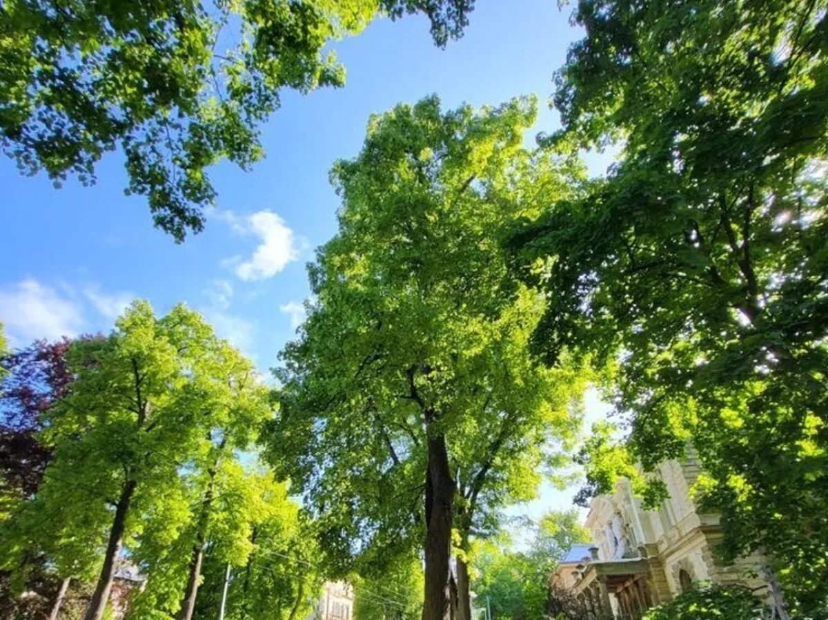 Liberec nechal arboristicky ošetřit 26 lip na Masaryčce. Chce oddálit kácení