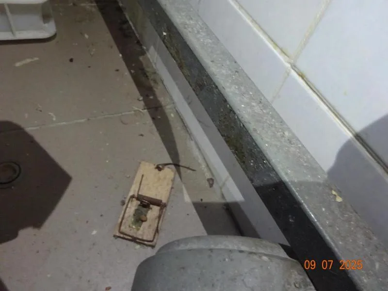 Inspekce uzavřela kvůli hlodavcům a špíně oblíbenou libereckou pizzerii