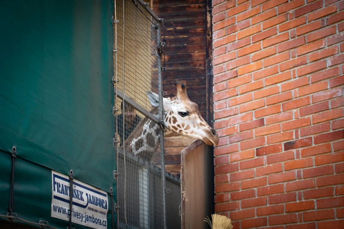 Z liberecké zoo odjel kvůli rekonstrukci pavilonu samec žirafy. V předklonu