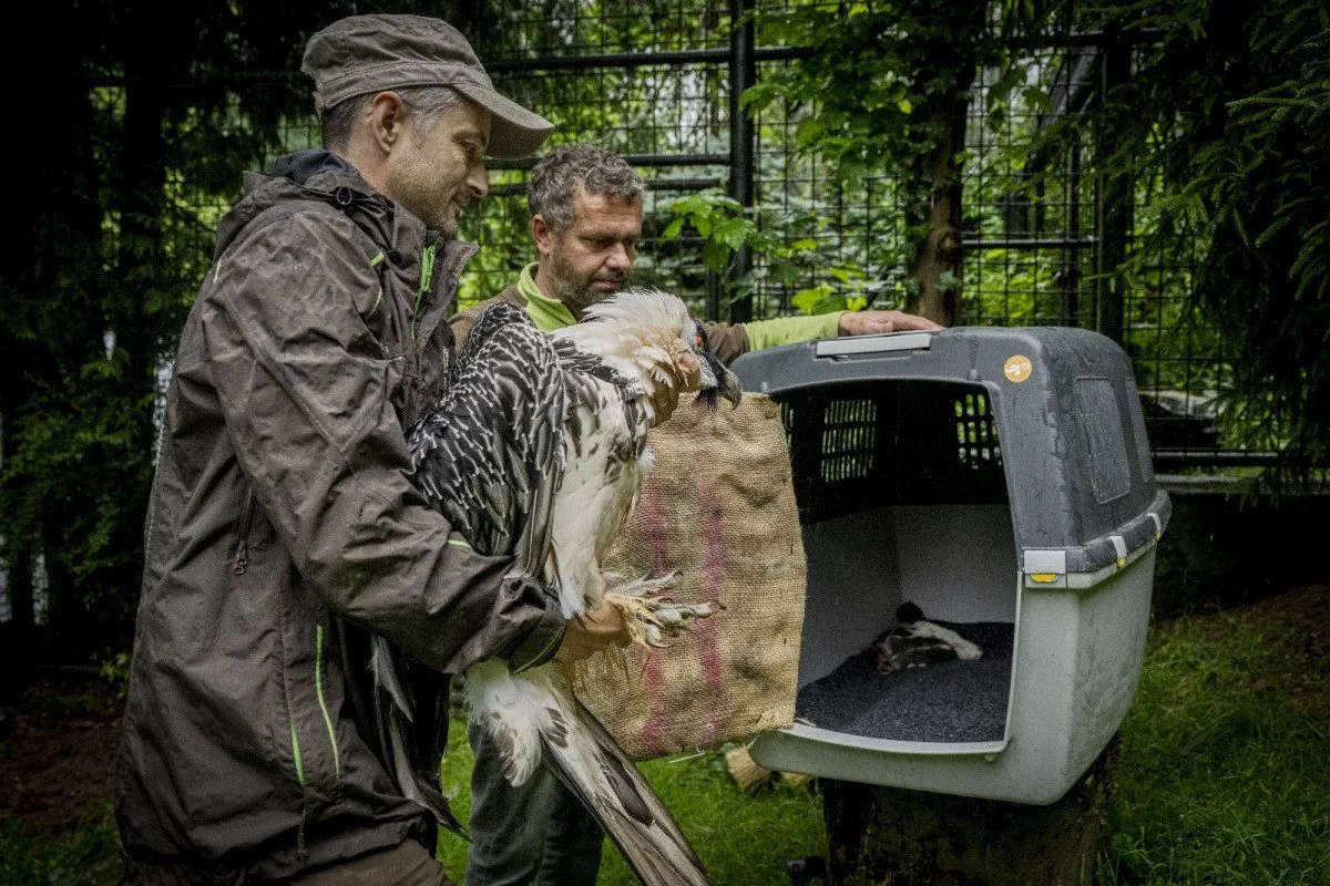 Samice orlosupa bradatého se z Liberce přestěhovala do Španělska. Za novým samcem