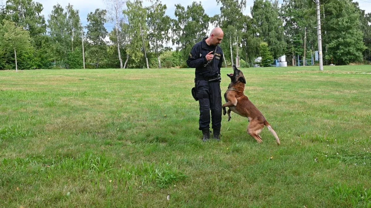Policejní pes Rooney opět boduje. V Krkonoších našel ztraceného muže s Alzheimerem