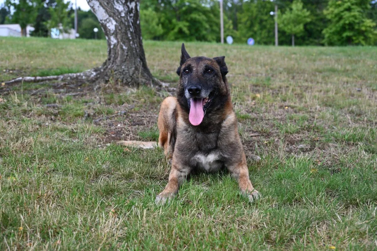 Policejní pes Rooney opět boduje. V Krkonoších našel ztraceného muže s Alzheimerem