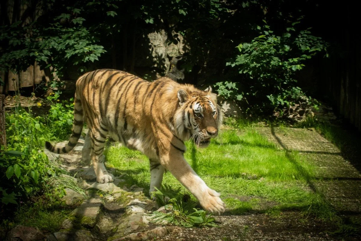 Zabavený tygr najde nový domov v záchranné stanici v Holandsku. Zřejmě už v září