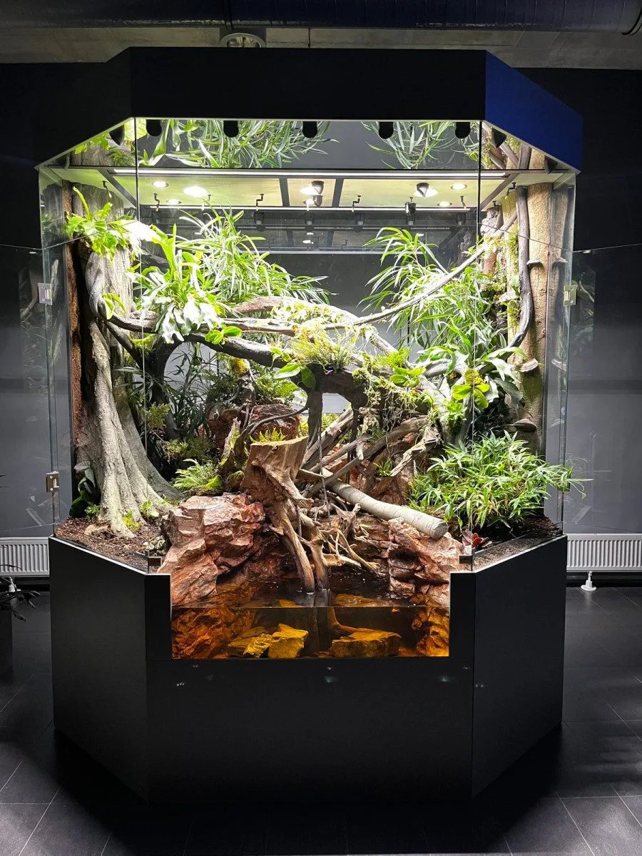Zoo Liberec začala s chovem vzácného krokodýlovce, nejohroženějšího plaza planety