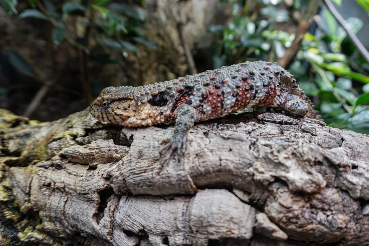Zoo Liberec začala s chovem vzácného krokodýlovce, nejohroženějšího plaza planety