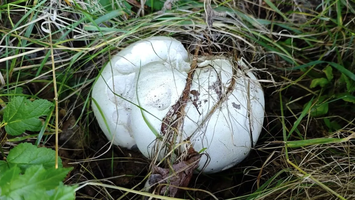 BLOG: Pýchavka obrovská: Jedlý velikán