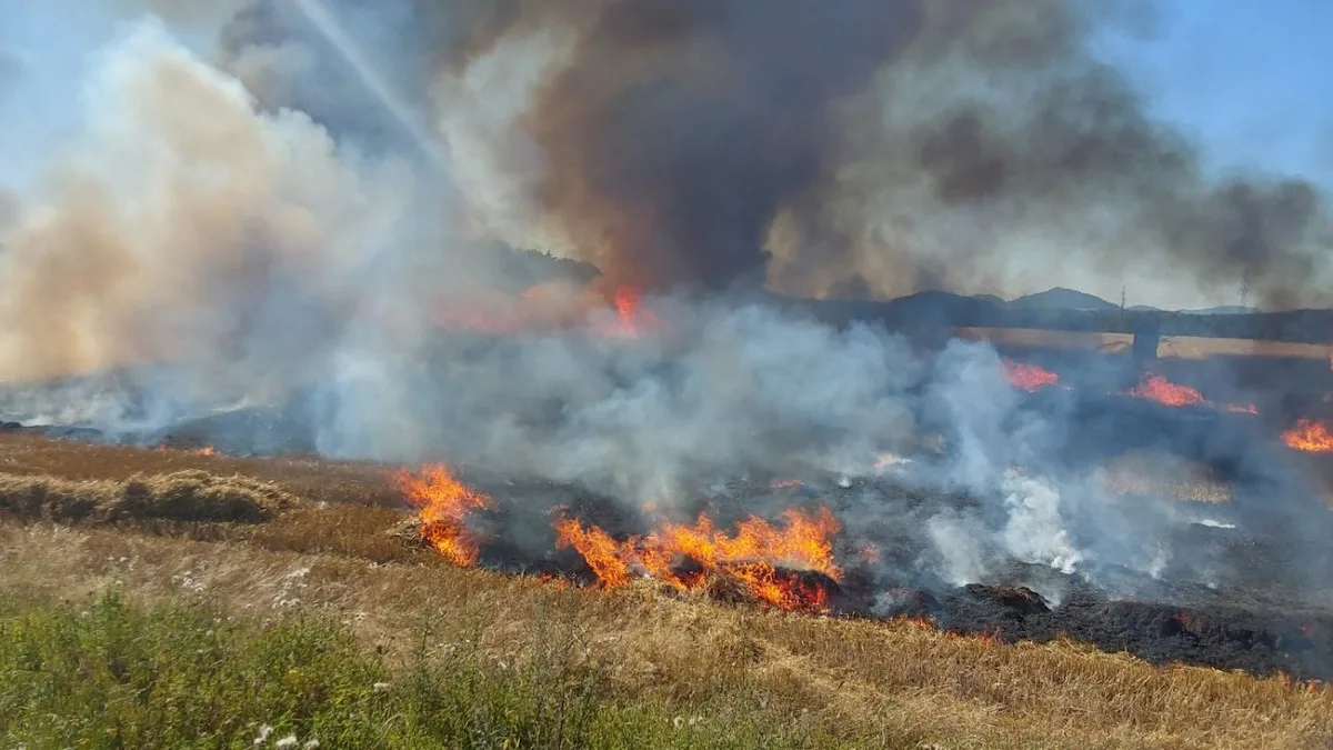 Rozsáhlý požár v Novinách pod Ralskem. Hořelo osm hektarů pole
