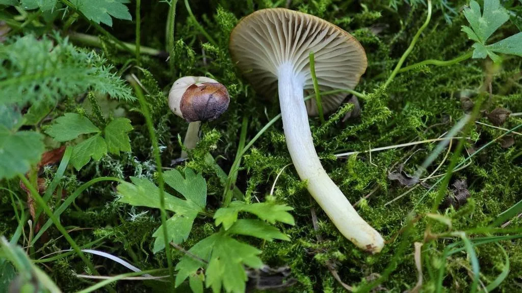 BLOG: Voskovka žlutonohá: Vzácnější nález z městské louky