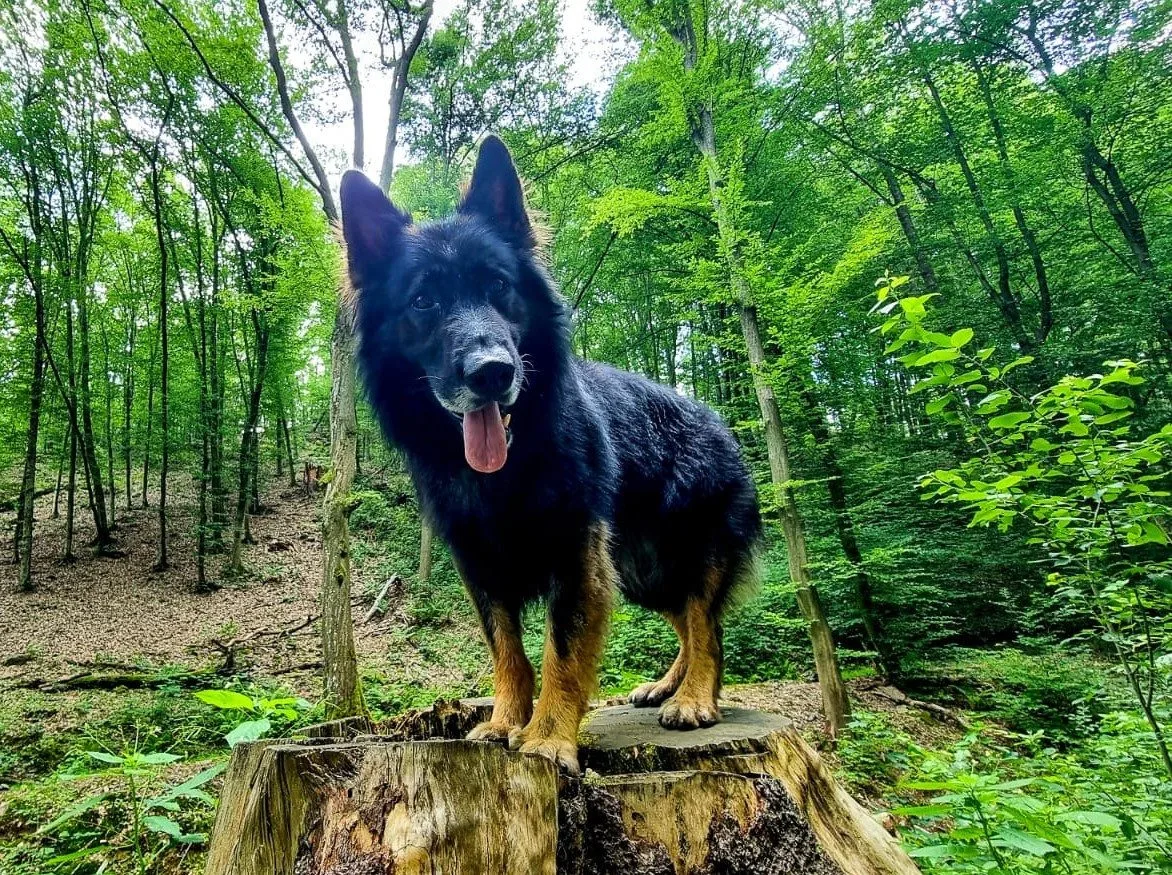 Báli se o jeho život. Pohřešovaného muže vypátral policejní pes Zoran