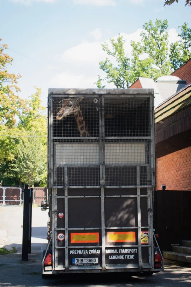Z liberecké zoo odjely dnes poslední žirafy. Po rekonstrukci pavilonu se chov vrátí