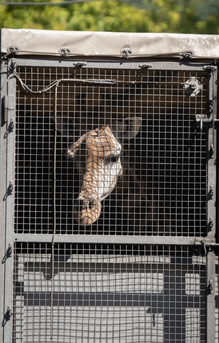 Z liberecké zoo odjely dnes poslední žirafy. Po rekonstrukci pavilonu se chov vrátí