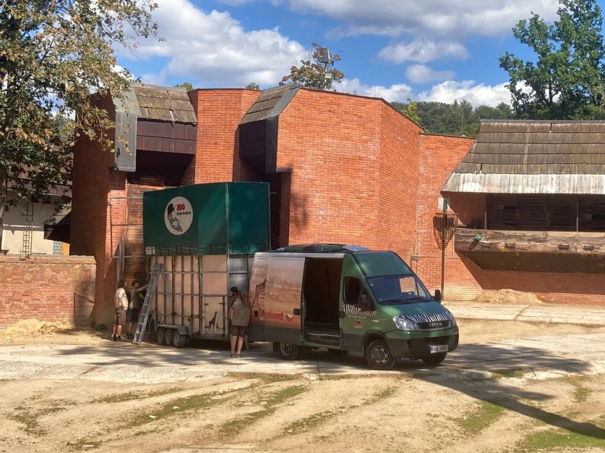 Z liberecké zoo odjely dnes poslední žirafy. Po rekonstrukci pavilonu se chov vrátí