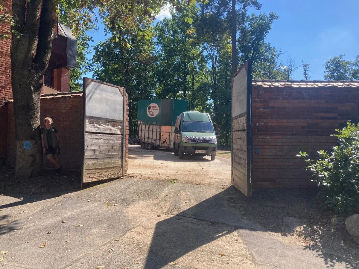 Z liberecké zoo odjely dnes poslední žirafy. Po rekonstrukci pavilonu se chov vrátí