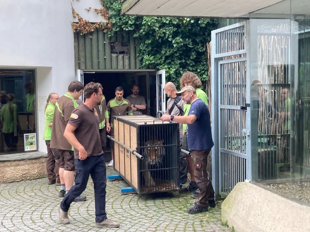 Zabavený tygr odjel z Liberce do nového domova v Nizozemí. Klidně a vyrovnaně
