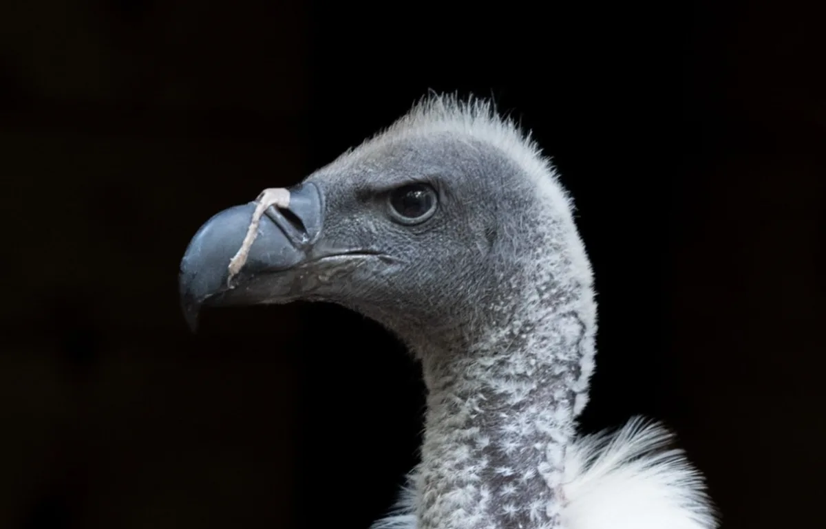 Jediní v ČR. Zoo představí v sobotu na Dni supů i vzácné supy africké