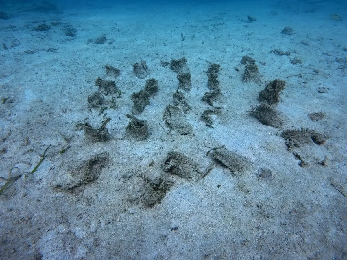 Monitoring sazenic.