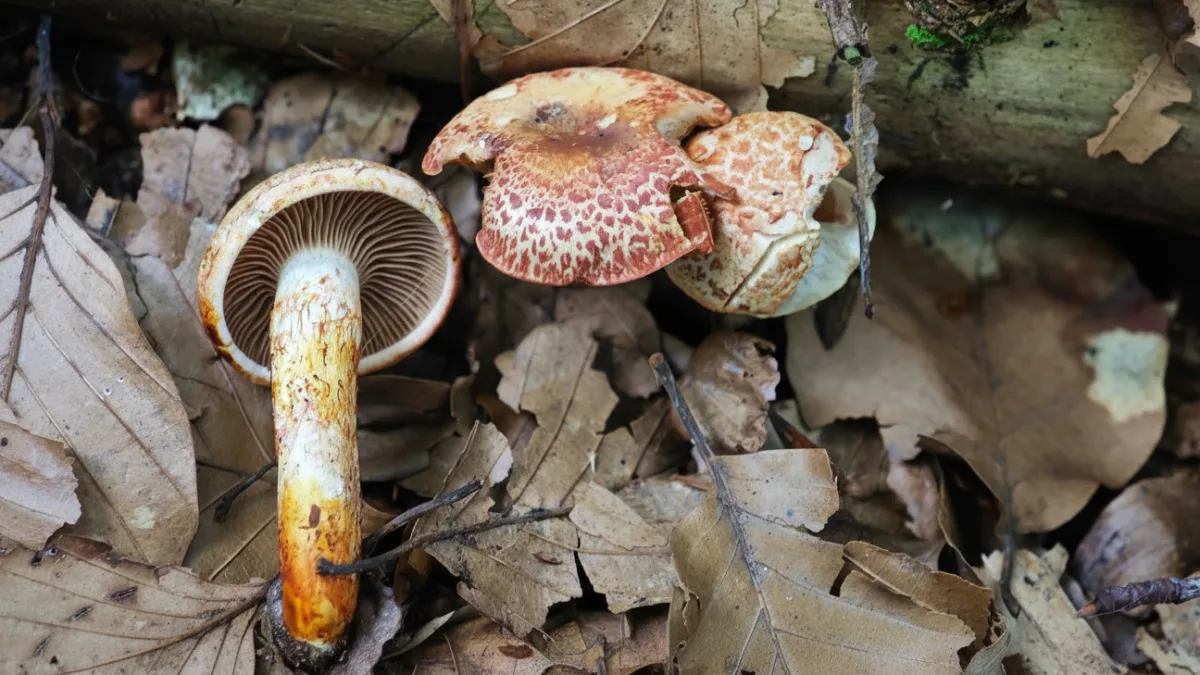 BLOG: Pavučinec červenošupinný - krasavec kyselých bučin