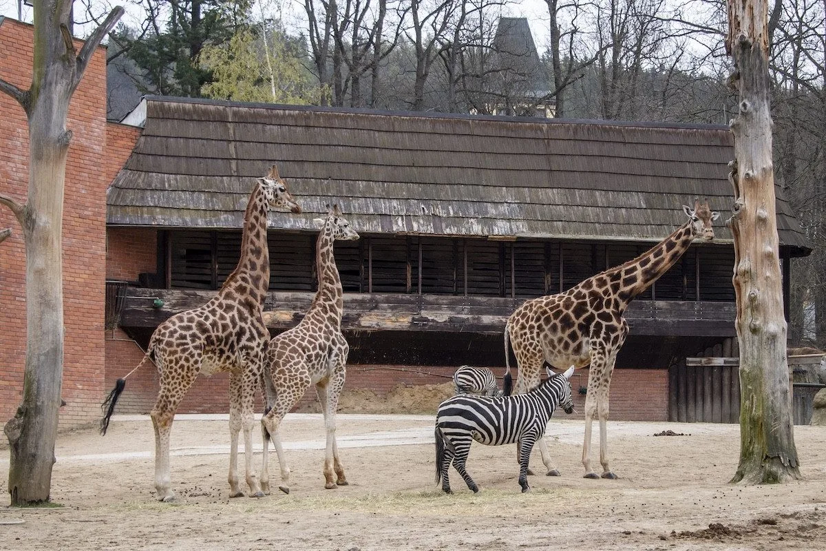 Rekonstrukce pavilonu žiraf v liberecké zoo začíná. Výběh bude dvakrát větší