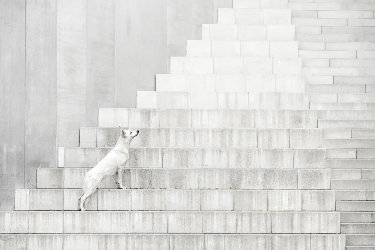 Vítězná fotografie soutěže Dog Photography Awards v kategorii Portrait Outdoor jablonecké fotografky Denisy Zbrankové Albaniové.