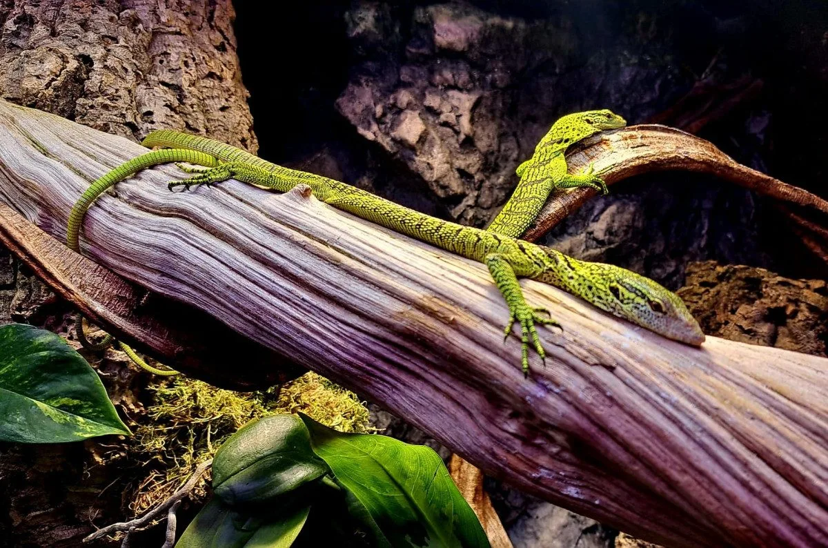 Klenot mezi ještěry. Liberecká zoo nově chová vzácné varany Reisingerovy