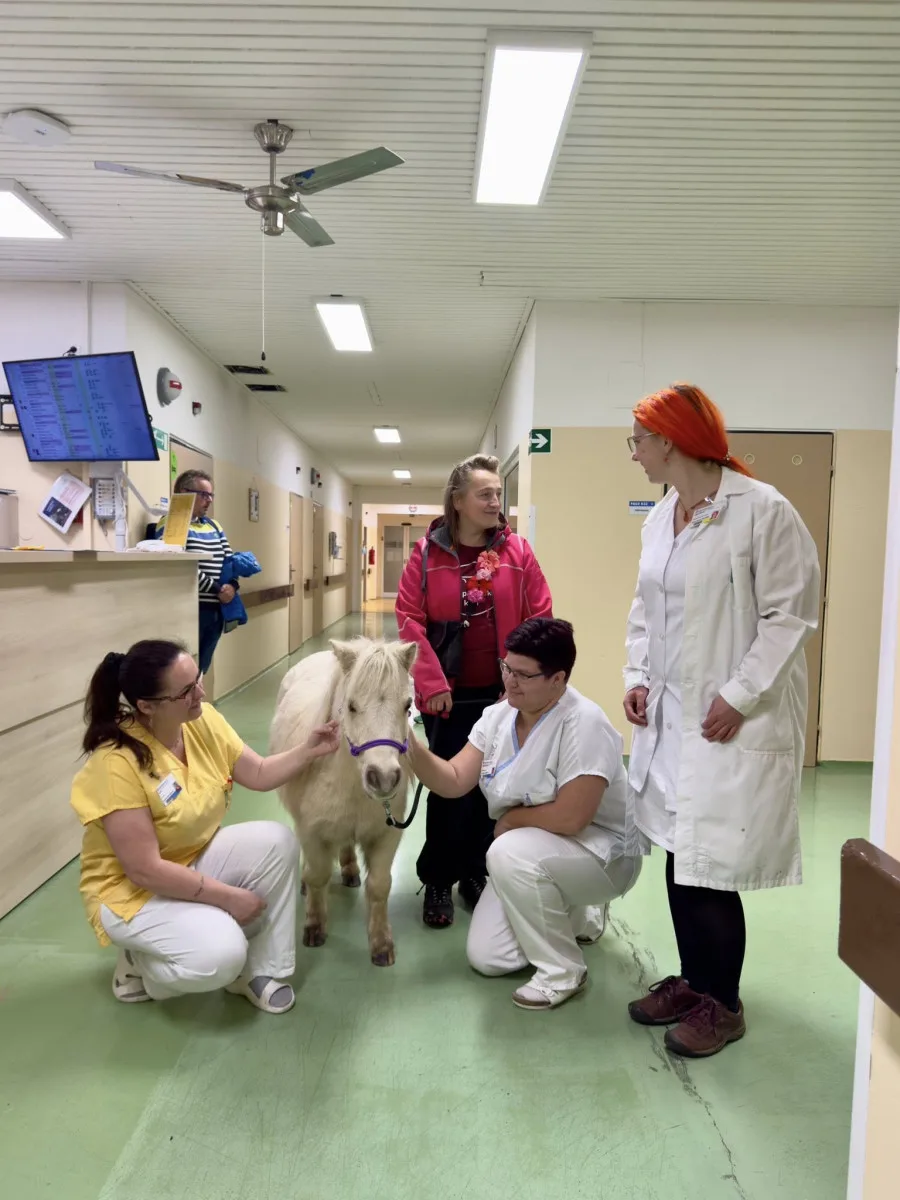 Nečekaná návštěva frýdlantské nemocnice. Za pacienty přijel výtahem miniaturní kůň