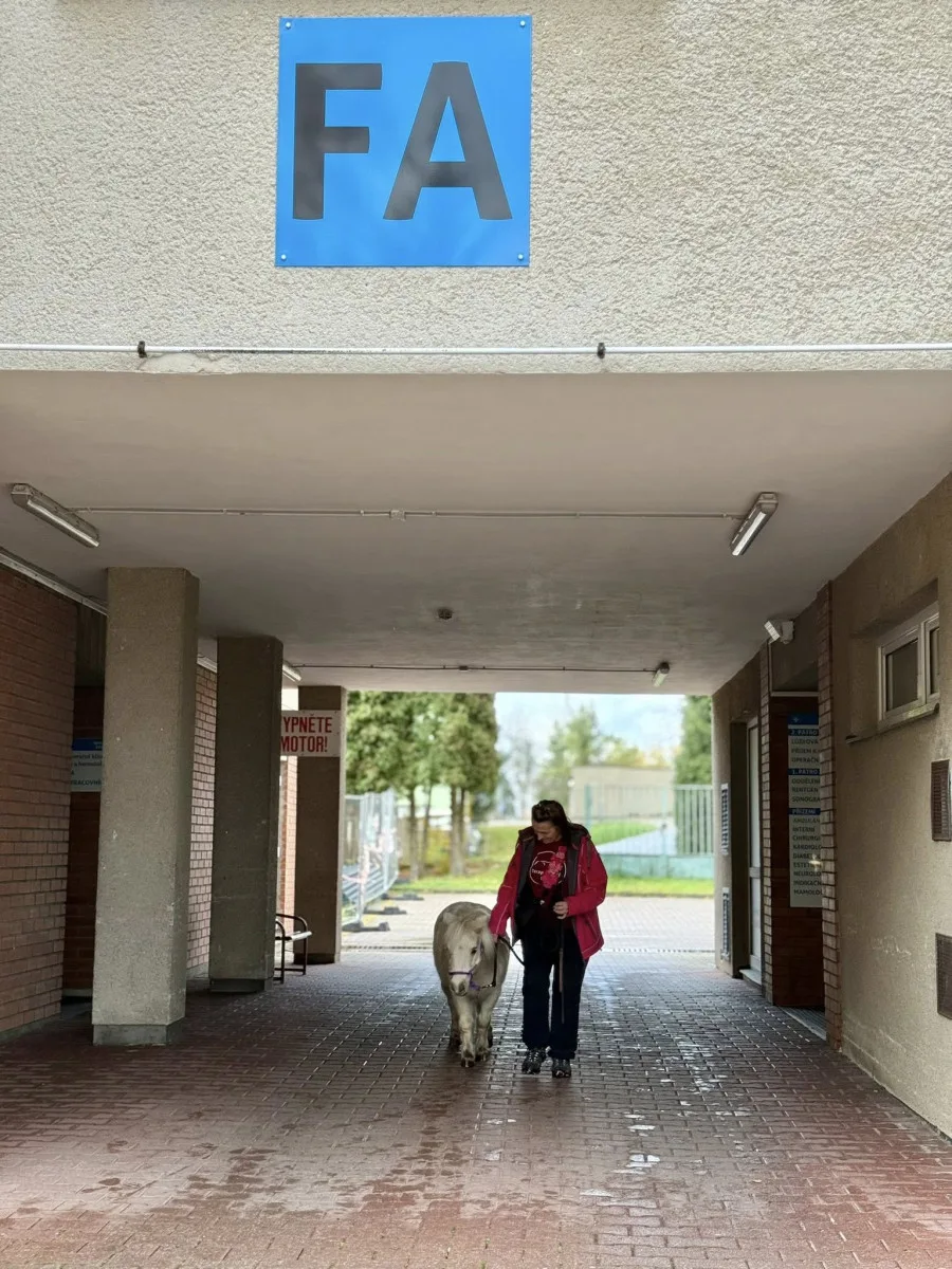Nečekaná návštěva frýdlantské nemocnice. Za pacienty přijel výtahem miniaturní kůň
