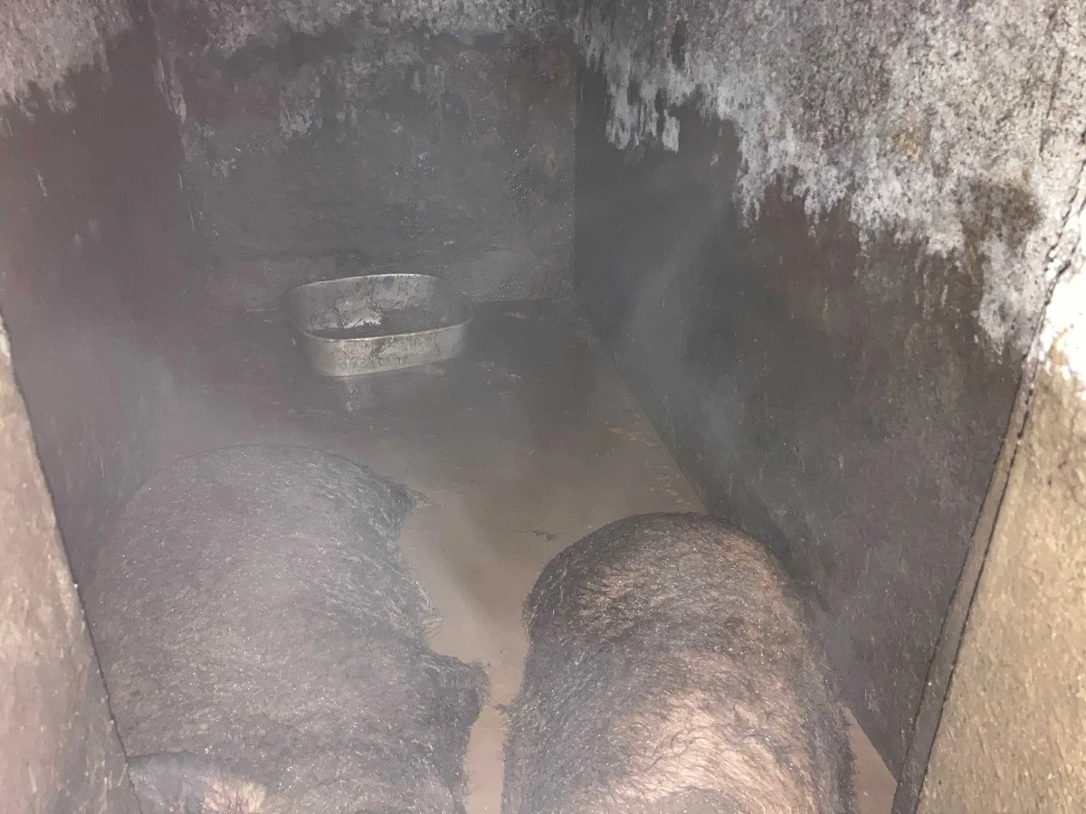 Inspektoři veterinární správy odebrali týraná prasata chovatelce na Turnovsku