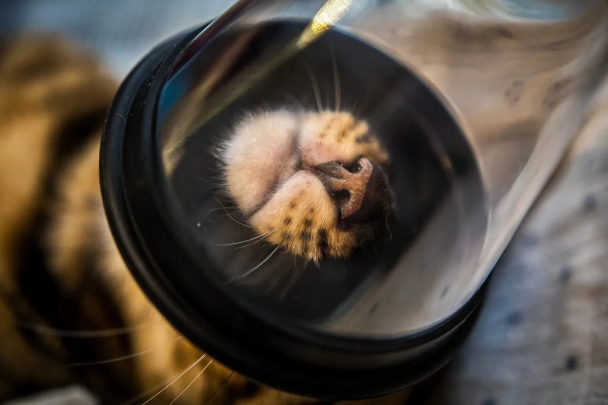 Na jablonecké veterině potkáte nejen psi a kočky, ale i ježka, papouška či chameleona