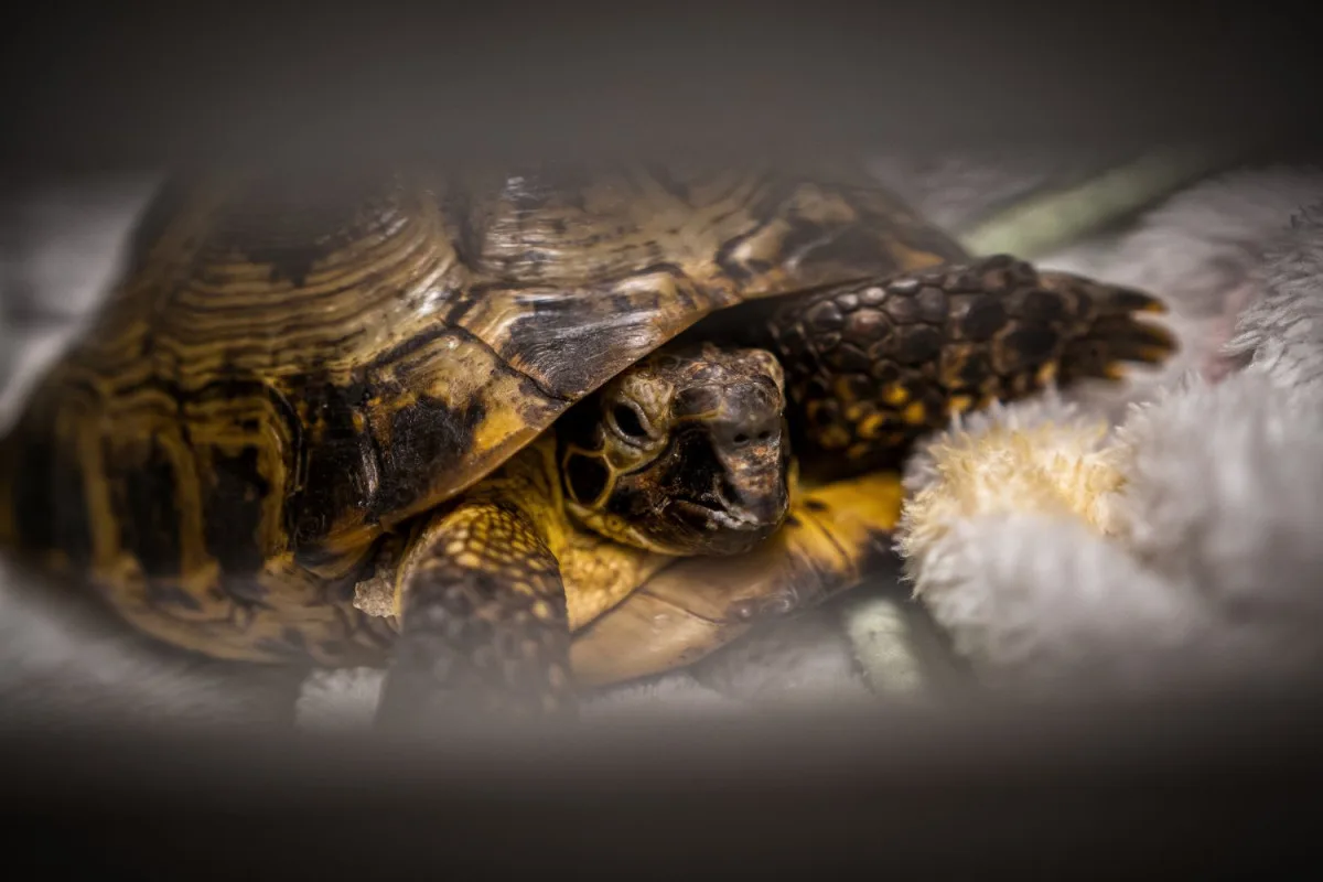 Na jablonecké veterině potkáte nejen psi a kočky, ale i ježka, papouška či chameleona