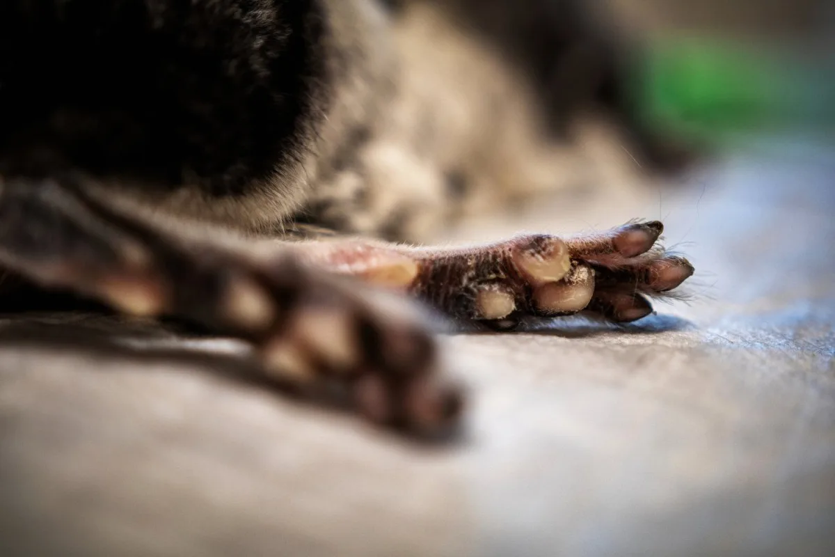 Na jablonecké veterině potkáte nejen psi a kočky, ale i ježka, papouška či chameleona