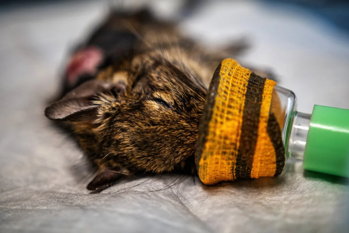 Na jablonecké veterině potkáte nejen psi a kočky, ale i ježka, papouška či chameleona