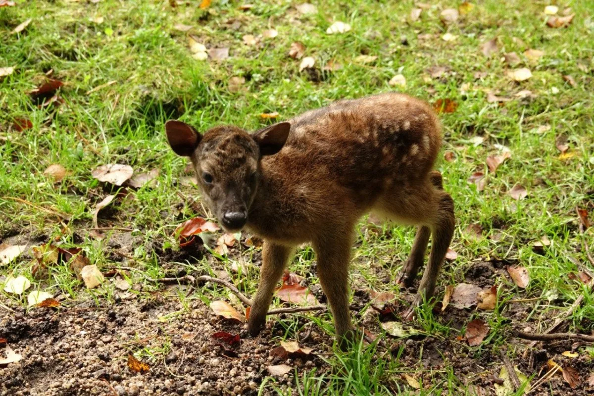 Liberecká zoo má po dvou letech mláďata vzácných filipínských jelínků