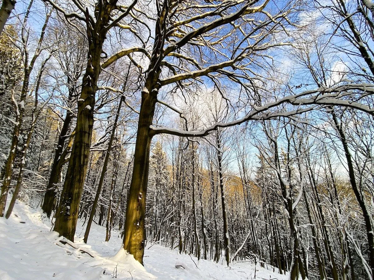 Prales na Ještědu se rozroste o 4,5 hektaru. Spolek vyjde výkup na milion