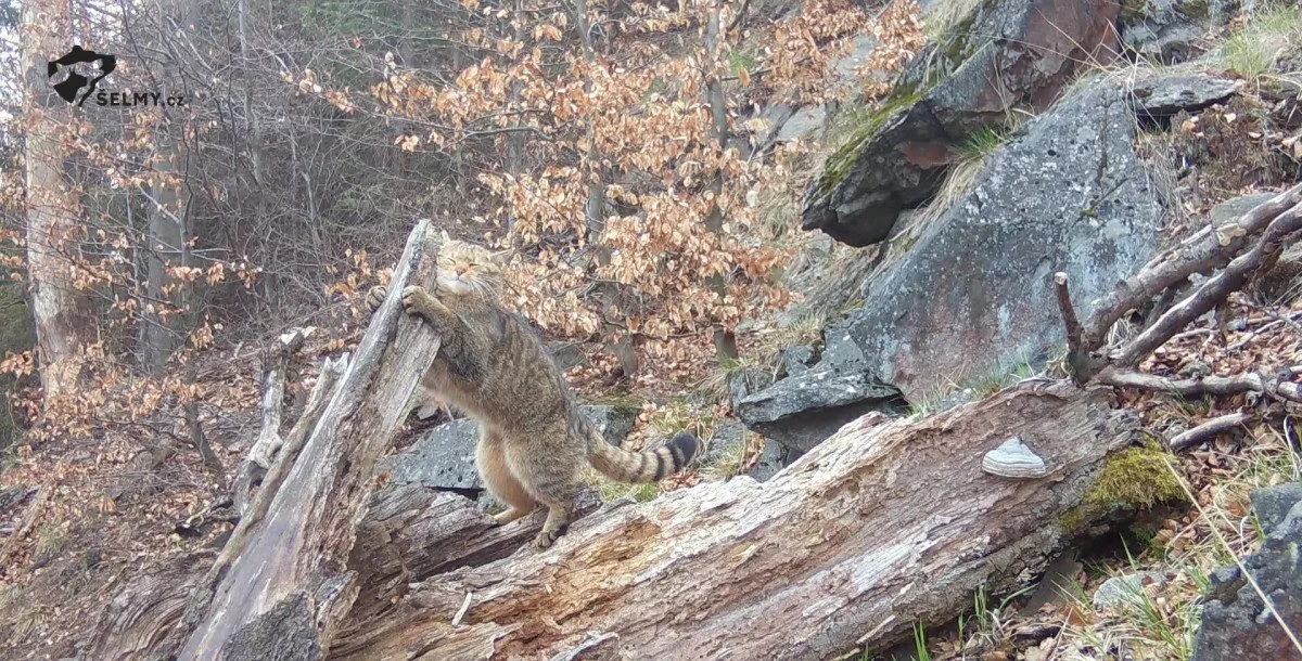 Do Lužických hor se vrátila kočka divoká. Je na seznamu kriticky ohrožených zvířat