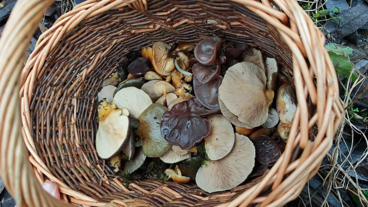 BLOG: Zimní houbaření - Čtyři úlovky pro imunitu, srdce a celkovou vitalitu