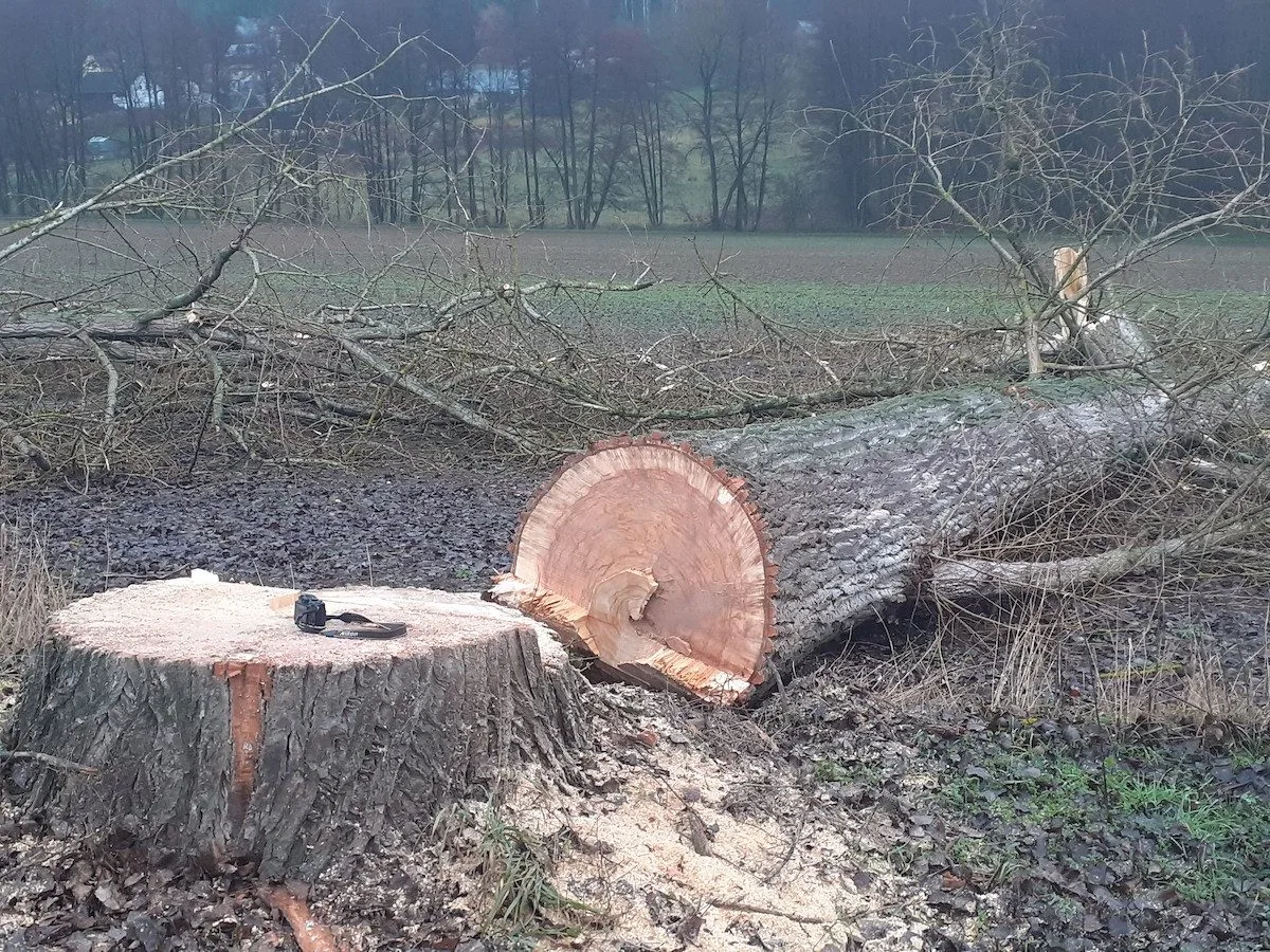 Lidé v Českém ráji kritizují kácení stromů u silnic, podle silničářů bylo nutné