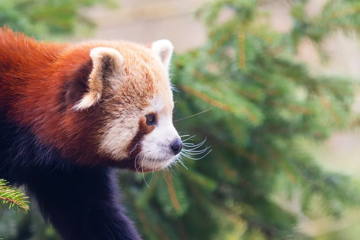 Liberecká zoo otevře i na Štědrý den. Láká na dobrovolné vstupné, ocení dárky pro zvířata