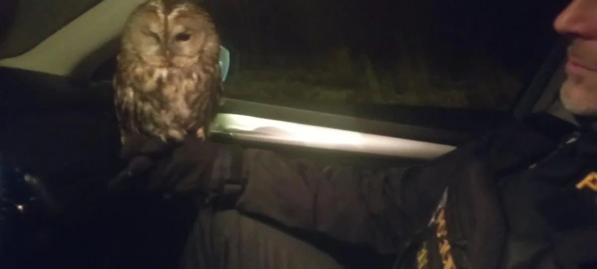 Malou sovičku srazilo v noci na Českolipsku auto. Díky všímavému muži jí policie zajistila pomoc