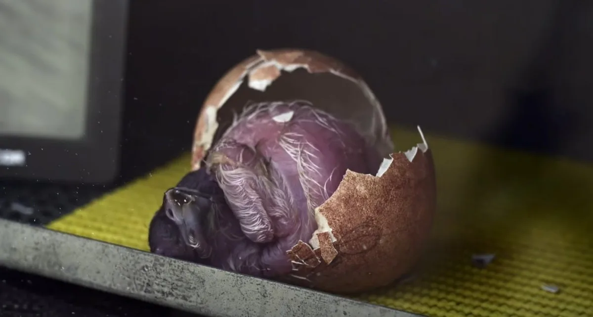 Byla to dvoudenní fuška. Zahrada zveřejnila video, jak se líhne orlosup