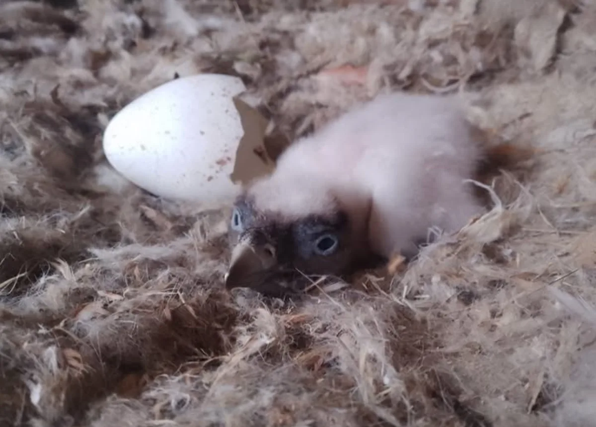 Příběh malého orlosupa z Liberce nemá šťastný konec