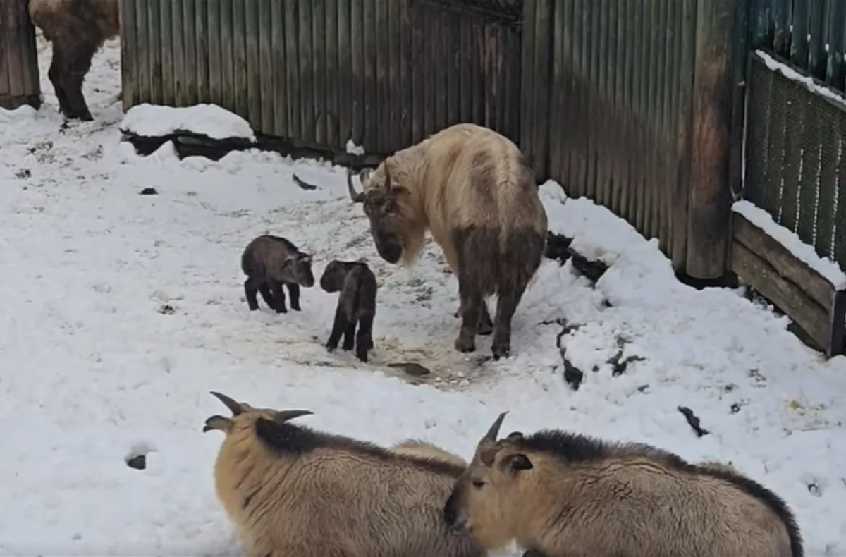 V liberecké zoo přišla na svět dvě mláďata takina čínského. Čeká se i třetí přírůstek